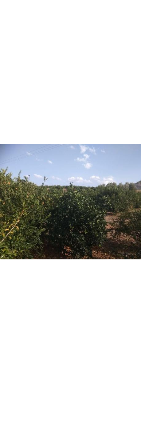 Άργος